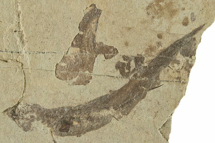 Carboniferous Spiny Shark (Acanthodes) Fossil - Siberia #228888